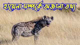 হায়েনা সম্পর্কে অজানা তথ্য | Facts About Hyena