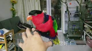 黑帽吸蜜鸚鵡講嘢又吹口哨！ The black capped Lory speaking