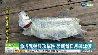 魚虎威脅日月潭泳渡? 別接近產卵水岸 | 華視新聞 20200922