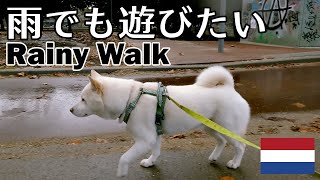 柴犬柿丸 雨なんて気にしない【ロッテルダムいつもの散歩 / 環境音】Kaki-Maru the Shiba Inu