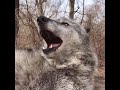 Beautiful Wolf Howls and Howls. And One Last Howl.