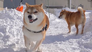 The Shiba Inu who can't keep up with her sisters' enthusiasm is too cute