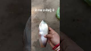 ଆପଣ ମାନେ ଜାଣିଛନ୍ତି କି ଏଟା କୋଉ ମାଛ 🤔