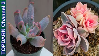 15 Variedades hermosas de Echeverias