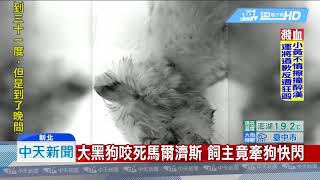 20190307中天新聞　大黑狗咬死馬爾濟斯　飼主竟牽狗快閃