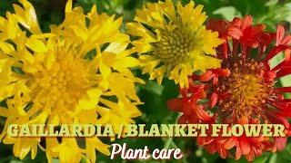 Gaillardia | Blanket flower - Plant care