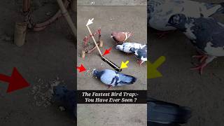 Pigeon trap | bird trap | amazing bird trap #shorts #youtubeshorts #ytshorts