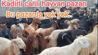 5 Aralık Perşembe. Kadirli canlı hayvan pazarı.. Pazar full dolu..