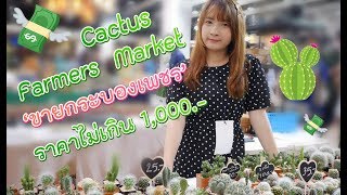 #ตามติดชีวิตแม่ค้า Cactus Farmers Market : แคคตัสราคาไม่เกิน 1,000.-  l Baifern150CM