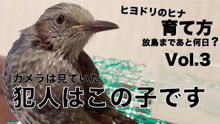 【ヒナ ヒヨドリの保護】（育て方）雛ヒヨドリの保護が初めての方へ！ヒヨドリさんが大きくなった後もお世話が必要！おまけ動画としてヒヨドリの一人遊びもあるよ。