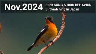 BIRD SONG \u0026 BIRD BEHAVIOR | Nov.2024