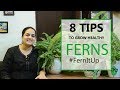 8 Tips for Growing Healthy Ferns | Indoor plants | Fern care | Gardening Tips