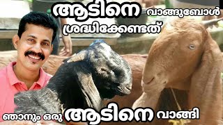 Goat farming Kerala/ ആടിനെ വാങ്ങുബോൾ തുടക്കക്കാർ ശ്രദ്ധിക്കേണ്ടത് / Btech MIX MEDIA