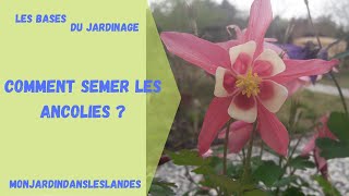 Comment semer les ancolies ? - Monjardindansleslandes