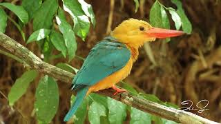 Stork-Billed Kingfisher