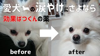 愛犬の涙やけが治らない方必見！市販の薬より簡単に目の周りをきれいにする治し方！薬は作れる【ポメラニアン ハルノ】