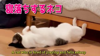 #81【シンバとにゃん子の日記】遊び疲れて寝落ちするネコ🤣小田原ツーリング