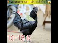 🐓kadaknath मुर्गा इतना महंगा क्यों बिकता है shorts facts viral