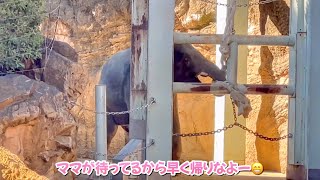 お部屋に帰る時間だけど、寄り道して遊んじゃうアルンくん🐘😁　2月8日 上野動物園　アジアゾウ