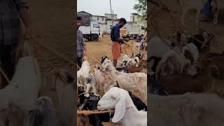 വാണിയംകുളം ആട് ചന്ത #shorts #goatfarming #goatloves #goatmarkat #vaniyamkulamchantha