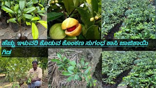 ಕೊಂಕಣ ಸುಗಂಧ ಕಸಿ ಜಾಜಿಕಾಯಿ ಗಿಡ ದೊರೆಯುತ್ತವೆ | 8904797661 | 2023