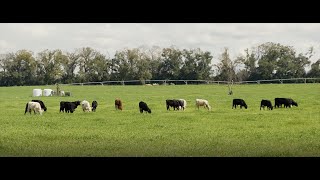 Chipola Basin BMP's - Integrated Crop & Livestock System