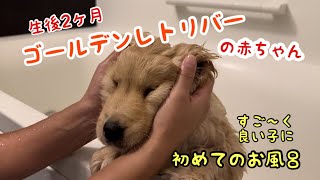 初めてのお風呂　#puppy #dog #ゴールデンレトリバー