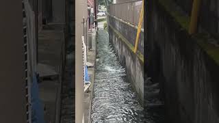 市街地の中に湧き水がいっぱい湧いてる