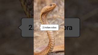 Top 5 deadly venomous snek in world #snake #cobra #nature #kingcobra