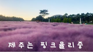 제주에도 핑크뮬리🌸가 찾아왔어요~핑크뮬리 강삼해주세요^^