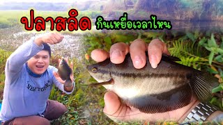 ตกปลาสลิด🐠ในเวลาที่เหมาะสมมันก็จะมันส์ๆมือหน่อยนะ😁