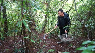 玉平进深山捡野生菌，掀开树丛突然大叫一声，小李走近一看乐坏了