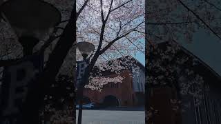 樱花下的浙大紫金港安中大楼 | Sakura and Anzhong Tower, Zijin Campus, Zhejiang University #shorts