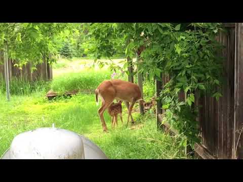 Deer feeding fawn in the wild mother doe baby white tailed deer Wisconsin nature video Deer feeding fawn in the wild mother doe baby white tailed deer Wisconsin nature video