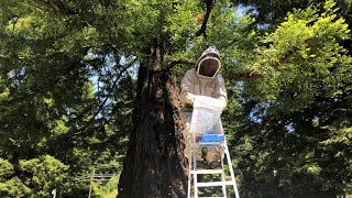 Local beekeeper Eric Christian rescues a large honeybee swarm in Arcata.