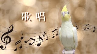 多重音声で歌うオカメインコ