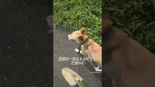 #縄文柴犬 続きです