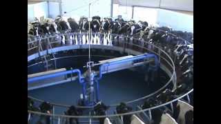 S.A.T. Hermanos Esparza | DeLaval VMS | DeLaval Automated Milking Solutions | DeLaval