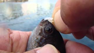 釣り入門 釣れた魚から ハリをはずす