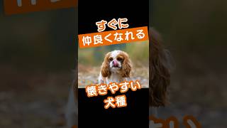 すぐに仲良くなれる！懐きやすい犬種 #懐きやすい犬種 #ラブラドールレトリーバー #ゴールデンレトリーバー #キャバリア #家族向けペット #友好的な犬 #訓練しやすい犬 #忠実な犬種