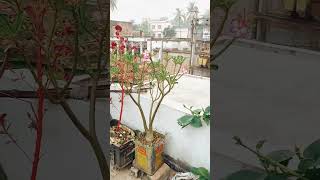 আমার ছাদ বাগান 🌹🌹🥀🎋  SUBSCRIBE    #indoorplanting #garden #homegardening #homeimprovement