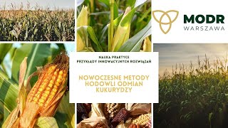 Nowoczesne metody hodowli odmian kukurydzy