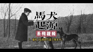 马犬起源系列（1） 前传 比利时与荷兰牧羊犬+#马犬++#宠物知识++#宠物科普++#狗狗故事++#德牧+