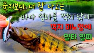 바다에 꺽지가 산다//기수지역 꺽지 미노잉//육지보다 꺽지가 더 많다//800원 미노우 대륙의 실수인가 대륙의 기술인가?