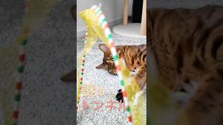 不思議なトンネルを満喫する猫　#shorts   #cat