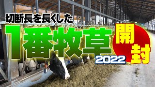 2022切断長の長い1番牧草サイレージ開封しました！牛の嗜好性や乳量に影響は？【DNW260】