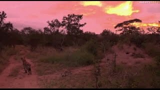 Safari Live : Tristan at the Hyena Den this morning April 23, 2017