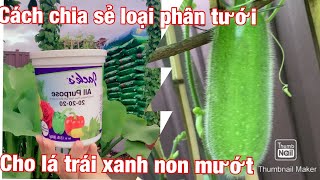 #mùa hè trồng đủ loại rau trái cây #chia sẽ bí quyết sử dụng loại phân. Tưới cho lá trái xanh mướt