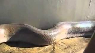 DÜNYANIN EN BÜYÜK YILANI ÖLÜ BULUNDU (the world's largest snake).mp4