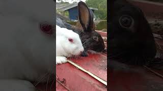 ഒരു black and white കുടുംബം Rs:800/2എണ്ണം #rabbit #muyal #onam #vagamon #kottayam #rabbitfarming